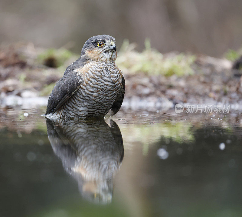 雀鹰(学名:Accipiter nisus